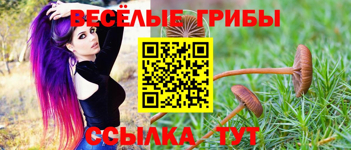 Северск  где купить наркоту  Вход с VPN  Псилоцибиновые грибы Cubensis 